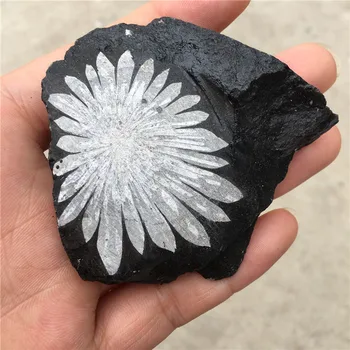 Looduslik kvarts kristalli chrysanthemum kivi mineraalse isend punkti healing home decor